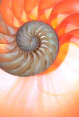 shell nautilus pearl Fibonacci sequence symmetry cross section spiral shell structure golden ratio background nature pattern mollusk shell (nautilus pompilius) copy space half split stock photo 