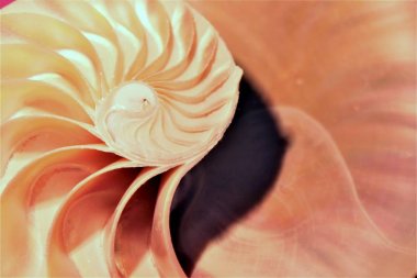 Nautilus kabuğu Fibonacci simetri bölüm sarmal yapısını büyüme altın oranı (nautilus pompilius) seashell girdap pompilius çapraz kopyalama alanı