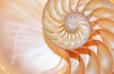 Nautilus kabuğu Fibonacci simetri bölüm sarmal yapısını büyüme altın oranı (nautilus pompilius) seashell girdap pompilius çapraz kopyalama alanı