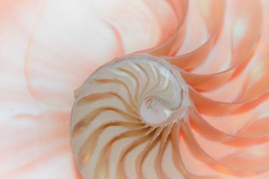 Nautilus kabuğu Fibonacci simetri bölüm sarmal yapısını büyüme altın oranı (nautilus pompilius) seashell girdap pompilius çapraz kopyalama alanı