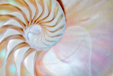 shell nautilus pearl Fibonacci sequence symmetry cross section spiral shell structure golden ratio background nature pattern mollusk shell (nautilus pompilius) copy space half split stock photo 