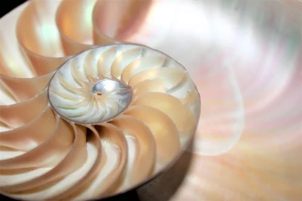 Nautilus powłoki Fibonacciego symetrii krzyż sekcja spirala struktura wzrostu złote proporcje (nautilus pompilius) muszla wirowa — Zdjęcie stockowe