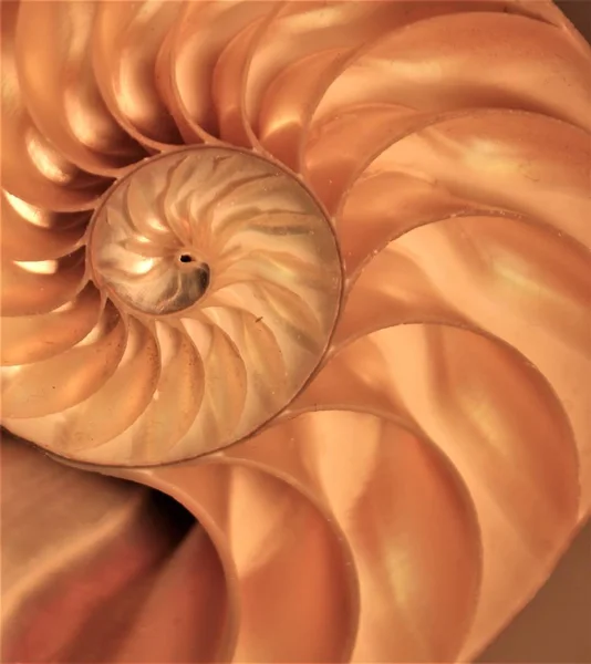 Nautilus skal Fibonacci symmetri gränsöverskridande avsnitt spiral struktur tillväxt gyllene snittet (nautilus pompilius) seashell virvel — Stockfoto