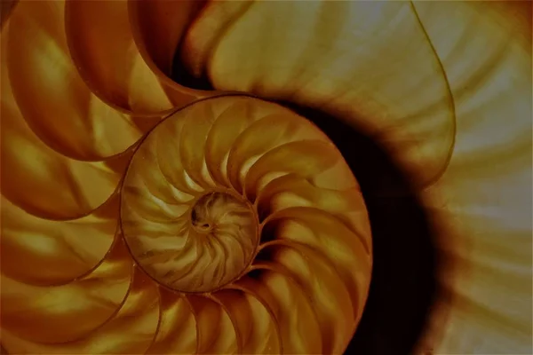 Casca de nautilus Simetria de fibonacci seção transversal estrutura espiral crescimento proporção dourada (nautilus pompilius) concha redemoinho — Fotografia de Stock