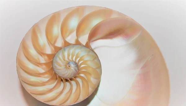 Coquille de nautilus Fibonacci symétrie coupe transversale structure spirale croissance rapport or (nautilus pompilius) coquille tourbillon — Photo