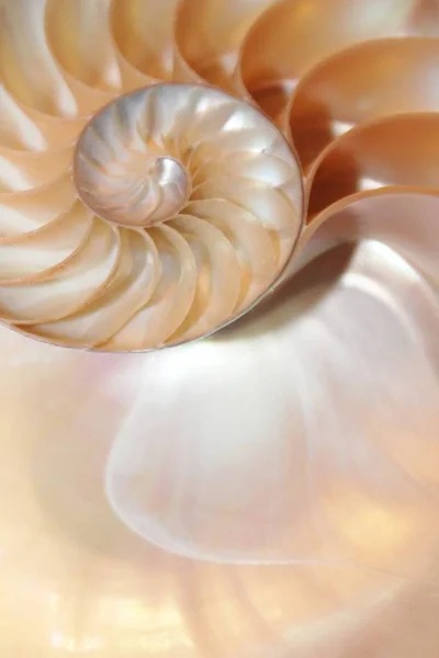 Casca de nautilus Simetria de fibonacci seção transversal estrutura espiral crescimento proporção dourada (nautilus pompilius) concha redemoinho — Fotografia de Stock