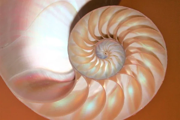 Nautilus shell Fibonacci symmetrie cross sectie spiraal structuur groei gouden ratio (nautilus pompilius) zeeschelp swirl kopie ruimte — Stockfoto