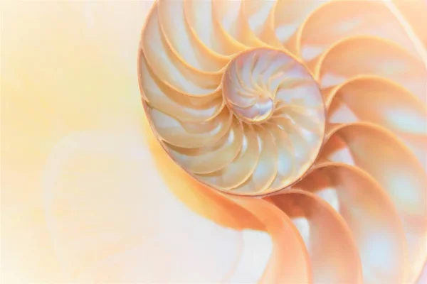 ノーチラス シェル フィボナッチ対称クロス セクション スパイラル構造成長の黄金比 (オウムガイ) 貝殻旋回コピー スペース — ストック写真