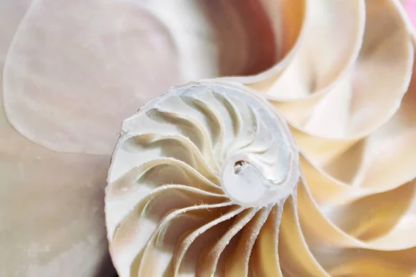 Nautilus shell Fibonacci szimmetria-kereszt-részben spirális szerkezete növekedési aranymetszés (nautilus pompilius) seashell örvény — Stock Fotó