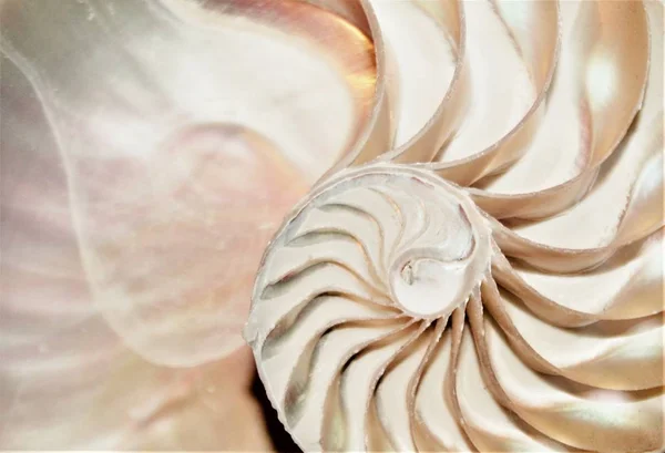 ノーチラスシェルフィボナッチ対称断面スパイラル構造成長黄金比(ノーチラスポンピリウス)貝殻渦巻きストック、写真、写真、画像、画像, — ストック写真