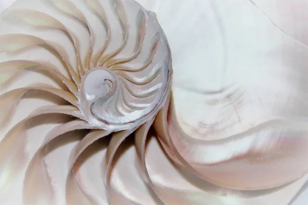 Nautilus shell symmetrie Fibonacci halve doorsnede spiraal gulden snede structuur groei close-up achterzijde verlicht moeder van de parel close-up (pompilius nautilus ) — Stockfoto
