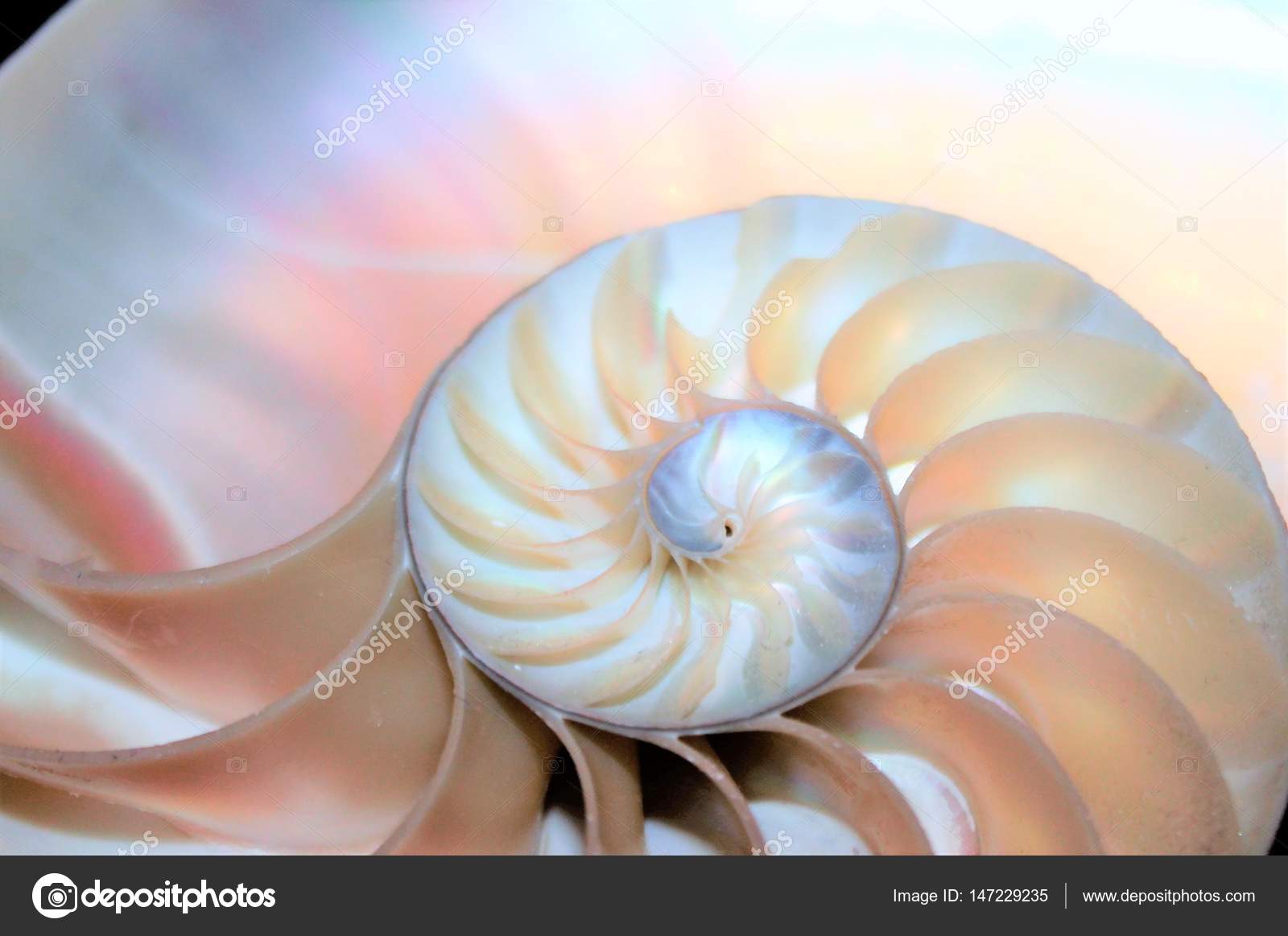 Nautilus kabuk simetri Fibonacci yarım kesit spiral altın oran yapısı ...