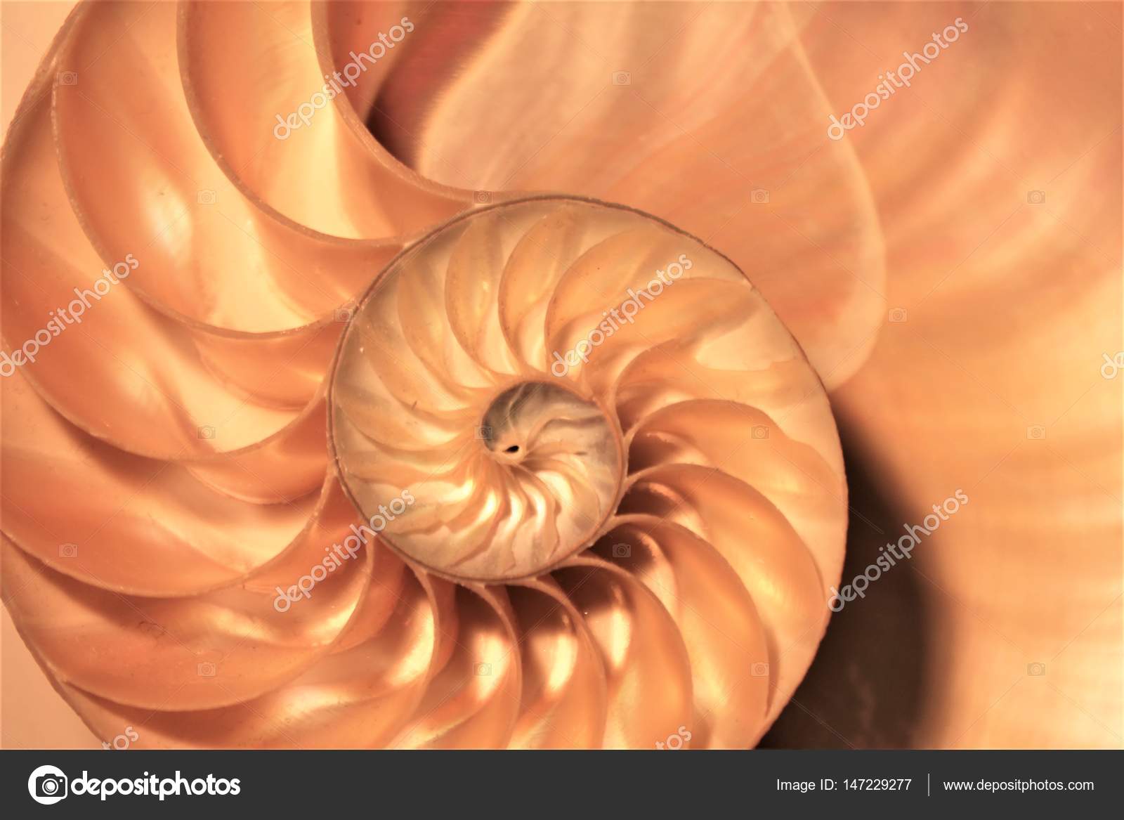 Nautilus Shell Symmetry Fibonacci Half Cross Section Spiral Golden Ratio Structure Growth Close Up Back Lit Mother Of Pearl Close Up Pompilius Nautilus Stock Foto Fotografia Imagen Fotografia Fotografia De Stock C