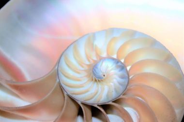 nautilus kabuk simetri Fibonacci yarım kesit spiral altın oran yapısı büyüme yakın geri aydınlatılmış sedef yakın ( pompilius nautilus ) stok, fotoğraf, fotoğraf, resim, resim,