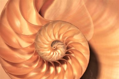 nautilus kabuk simetri Fibonacci yarım kesit spiral altın oran yapısı büyüme yakın geri aydınlatılmış sedef yakın ( pompilius nautilus ) stok, fotoğraf, fotoğraf, resim, resim,