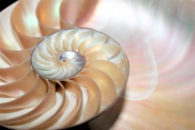Nautilus kabuğu Fibonacci simetri çapraz bölüm sarmal yapısını büyüme altın oranı 