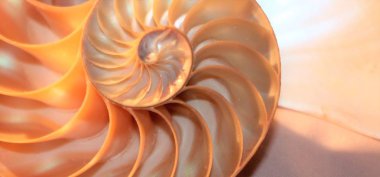 Nautilus kabuğu Fibonacci simetri çapraz bölüm sarmal yapısını büyüme altın oranı 