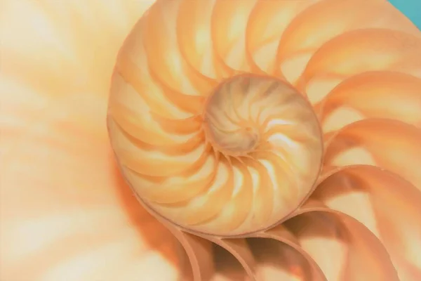 Nautilus shell Fibonacci symmetrie cross sectie spiraal structuur groei gouden verhouding — Stockfoto