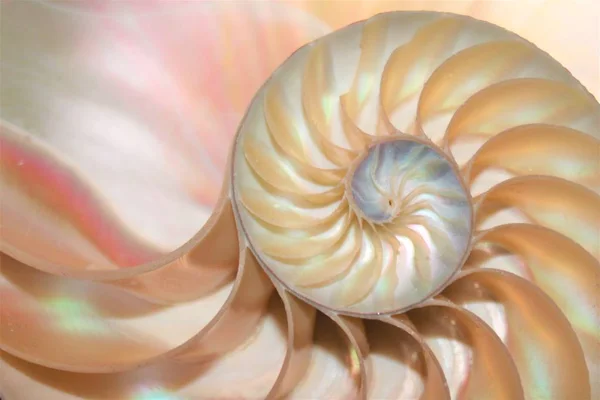 Shell nautilus Simetria de fibonacci seção transversal estrutura espiral crescimento proporção dourada — Fotografia de Stock