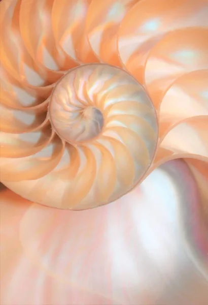Shell nautilus Simetria de fibonacci seção transversal estrutura espiral crescimento proporção dourada estoque, foto, fotografia, imagem, quadro , — Fotografia de Stock