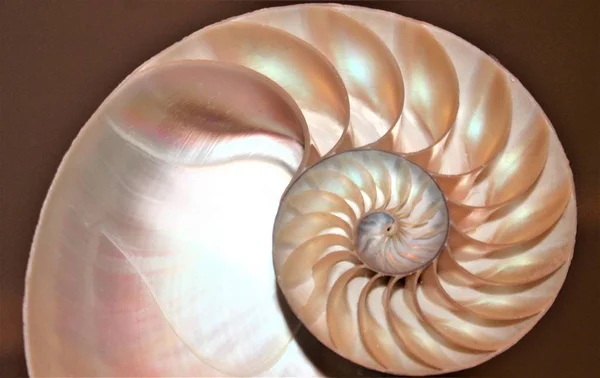 Shell nautilus pearl Fibonacci sequence symmetry cross section spiral shell structure golden ratio background nature pattern mollusk shell (nautilus pompilius) copy space half split stock photo — Stock Photo, Image