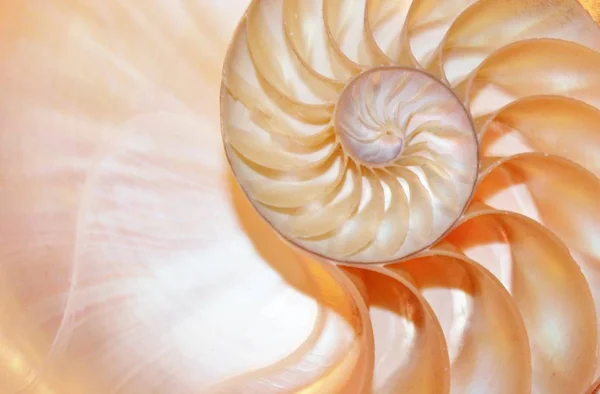 Shell nautilus Simetria de fibonacci seção transversal estrutura espiral crescimento proporção dourada estoque, foto, fotografia, imagem, quadro , — Fotografia de Stock