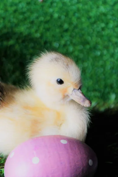 复活节彩蛋狩猎蛋鸭宝贝小鸡圆点鸡蛋 — 图库照片