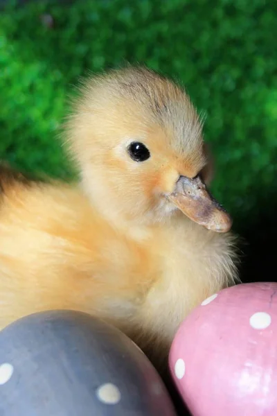 复活节彩蛋狩猎蛋鸭宝贝小鸡圆点鸡蛋 — 图库照片
