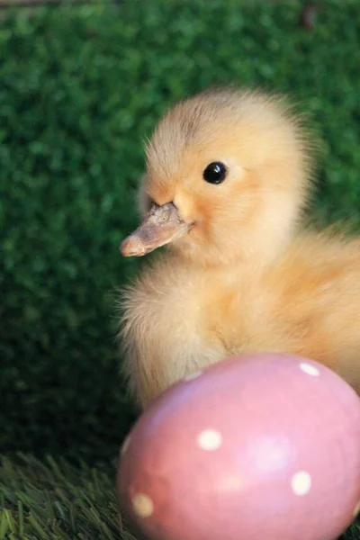 Påskägg jaga ägg med anka baby chick — Stockfoto