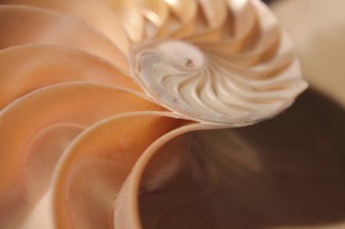 Nautilus kabuğu simetri yarım kesit sarmal altın oran yapısı büyüme kapatın yedekleme Fibonacci (pompilius nautilus inci yakından anası yaktı ) 