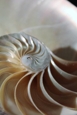 Nautilus kabuğu simetri yarım kesit sarmal altın oran yapısı büyüme kapatın yedekleme Fibonacci (pompilius nautilus inci yakından anası yaktı ) 
