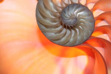 Nautilus kabuğu simetri yarım kesit sarmal altın oran yapısı büyüme kapatın yedekleme Fibonacci (pompilius nautilus inci yakından anası yaktı ) 