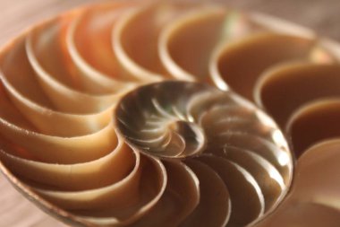 nautilus kabuk simetri Fibonacci yarım kesit spiral altın oran yapısı büyüme yakın geri aydınlatılmış sedef yakın ( pompilius nautilus ) stok, fotoğraf, fotoğraf, resim, resim,