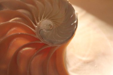 Nautilus kabuğu simetri yarım kesit sarmal altın oran yapısı büyüme kapatın yedekleme Fibonacci (pompilius nautilus inci yakından anası yaktı ) 