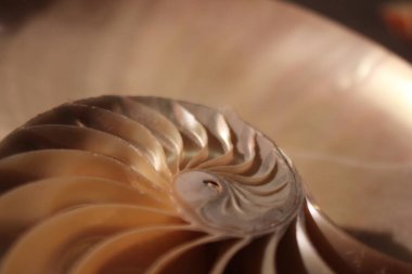 Nautilus kabuğu simetri yarım kesit sarmal altın oran yapısı büyüme kapatın yedekleme Fibonacci (pompilius nautilus inci yakından anası yaktı ) 