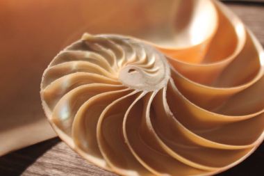 shell nautilus pearl Fibonacci sequence symmetry cross section spiral shell structure golden ratio background nature pattern mollusk shell (nautilus pompilius) copy space half split stock photo 