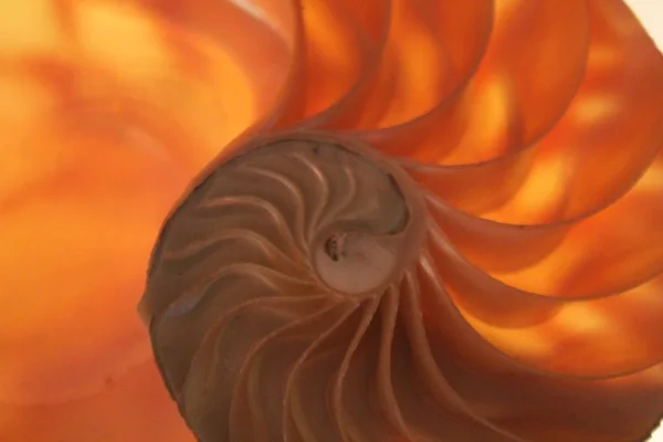 Symetrie shell Nautilus Fibonacciho polovinu průřezu spirála Zlatý řez struktura růstu zblízka zpět osvětlené matka pearl zblízka (Pompiliuse nautilus ) — Stock fotografie