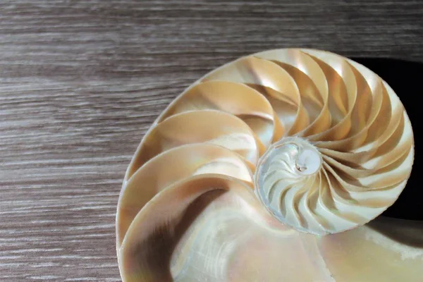 Nautilus Shell symmetri Fibonacci halv tvärsnitt spiral gyllene snittet struktur tillväxt närbild tillbaka lyser pärlemor närbild (Pompilius Nautilus) lager, Foto, Fotografi, bild, bild, — Stockfoto