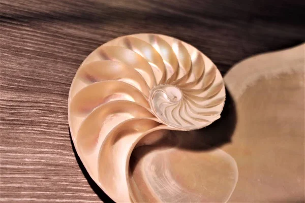 Nautilus Shell symmetri Fibonacci halv tvärsnitt spiral gyllene snittet struktur tillväxt närbild tillbaka lyser pärlemor närbild (Pompilius Nautilus) lager, Foto, Fotografi, bild, bild, — Stockfoto