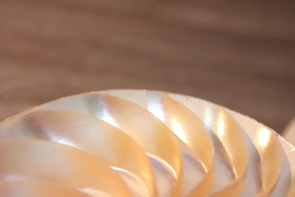 Nautilus shell symmetry Fibonacci half cross section spiral golden ratio structure growth close up back lit mother of pearl close up (pompilius nautilus) stock, foto, fotografía, imagen, fotografía , — Foto de Stock