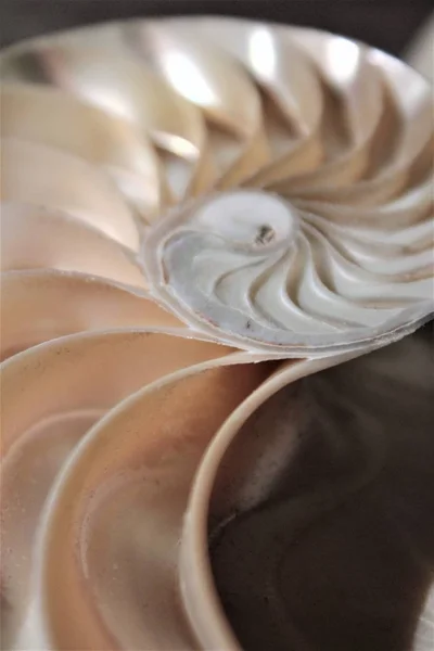 Nautilus coquille symétrie Fibonacci demi-section spirale rapport d'or structure croissance close up back lit nacre close up (pompilius nautilus) photo, image, image, le tableau , — Photo
