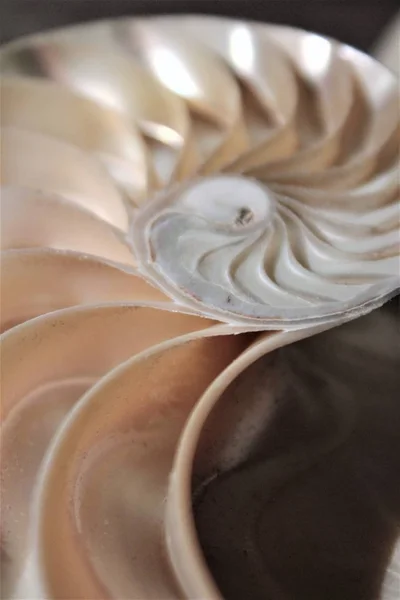 Simetria do escudo do nautilus Fibonacci metade da seção transversal espiral crescimento da estrutura de proporção dourada de perto para trás iluminado mãe de pérola de perto (pompilius nautilus) estoque, foto, fotografia, imagem, quadro , — Fotografia de Stock