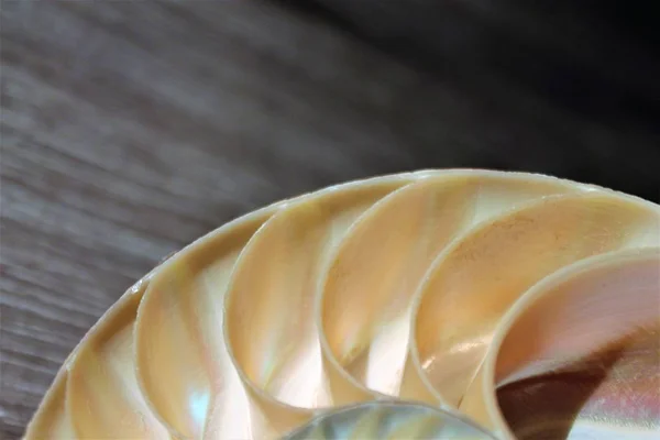 Simetría de la cáscara del nautilus Fibonacci sección media espiral proporción dorada crecimiento de la estructura de cerca detrás iluminado madre de la perla de cerca (pompilius nautilus  ) —  Fotos de Stock