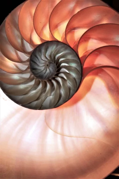 Simetria do escudo do nautilus Fibonacci metade da seção transversal espiral crescimento da estrutura de proporção dourada de perto para trás iluminado mãe de pérola de perto (pompilius nautilus) estoque, foto, fotografia, imagem, quadro , — Fotografia de Stock