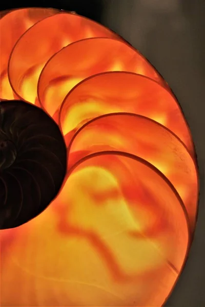 Nautilus Shell szimmetriát Fibonacci fél keresztmetszete spirál aranymetszés szerkezete a növekedés közeli vissza világít anyja gyöngy közelről (Pompilius Nautilus) készlet, Fénykép, Fénykép, kép, kép, — Stock Fotó
