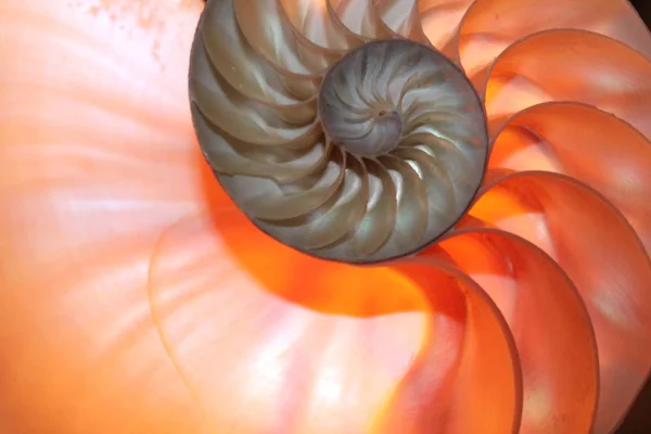 Simetría de la cáscara del nautilus Fibonacci sección media espiral proporción dorada crecimiento de la estructura de cerca detrás iluminado madre de la perla de cerca (pompilius nautilus  ) —  Fotos de Stock