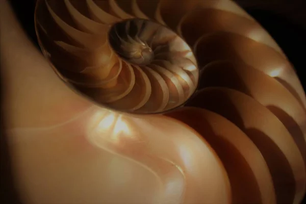 Simetria do escudo do nautilus Fibonacci metade da seção transversal espiral crescimento da estrutura de proporção dourada de perto para trás iluminado mãe de pérola de perto (pompilius nautilus) estoque, foto, fotografia, imagem, quadro , — Fotografia de Stock