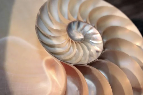 Simetria do escudo do nautilus Fibonacci metade da seção transversal espiral crescimento dourado da estrutura da relação close-up de volta iluminado mãe de pérola close-up (pompilius nautilus  ) — Fotografia de Stock