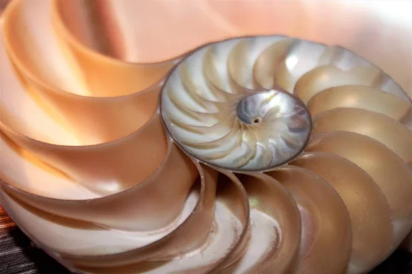 Nautilus shell symmetry Fibonacci half cross section spirale golden ratio structure growth close up back lit madreperla close up (pompilius nautilus  ) — Foto Stock