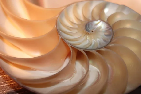 Nautilus symétrie de la coquille Fibonacci demi-section spirale rapport d'or structure croissance close up back lit nacre close up (pompilius nautilus  ) — Photo